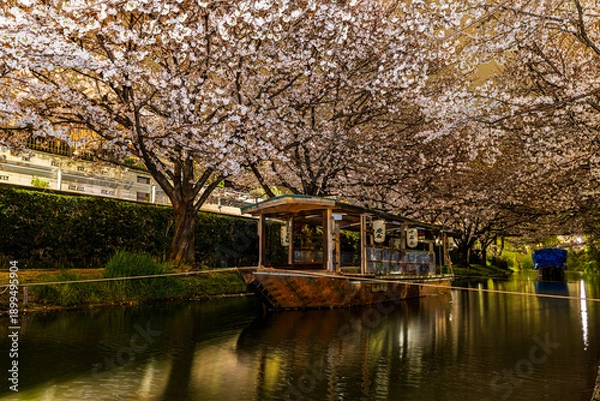 Obraz 伏見十石舟 桜のある風景