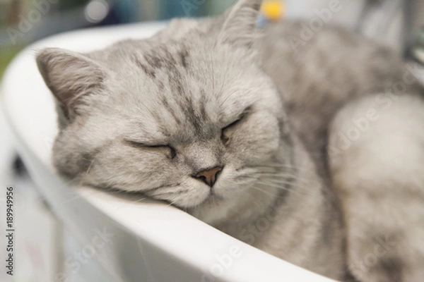 Obraz Cat in a sink