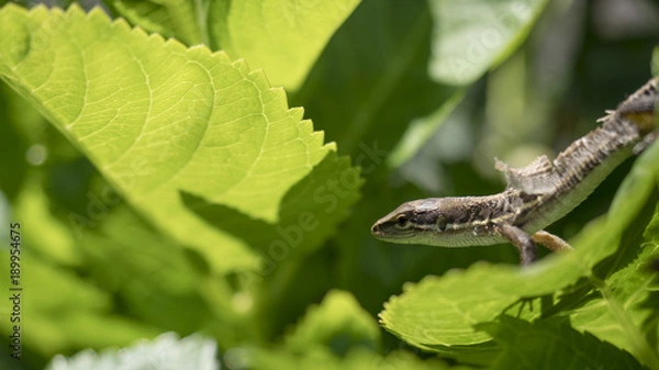 Obraz ニホンカナヘビ　日本金蛇