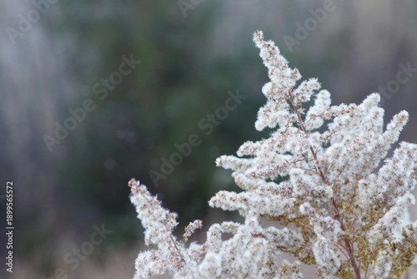 Obraz 冬のセイタカアワダチソウのアップ