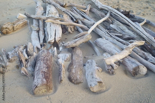 Obraz 様々な流木