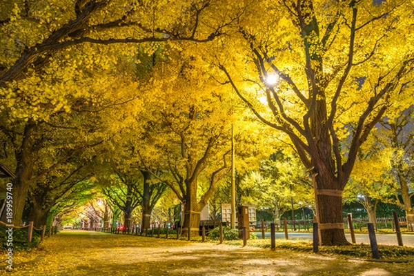 Obraz 日本の秋　東京 神宮外苑のイチョウ並木