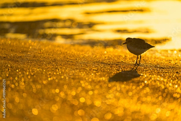 Obraz 朝焼けの砂浜でたたずむダイゼン