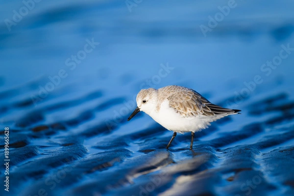 Obraz 干潟を歩くミユビシギの冬羽