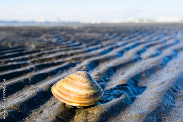 Obraz 干潟上のハマグリ