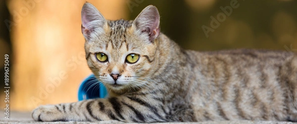 Obraz Young cat lying on concrete surface, looking at camera