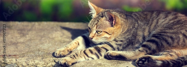 Obraz Young cat lying on concrete surface