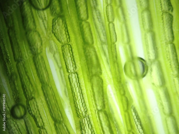 Fototapeta zoom microorganism algae cell