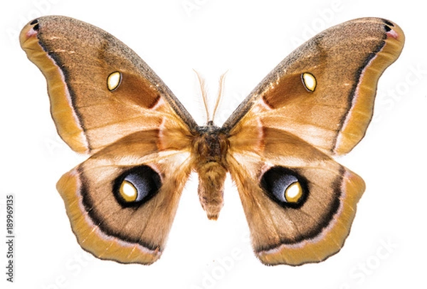 Obraz Antheraea polyphemus moth na białym tle