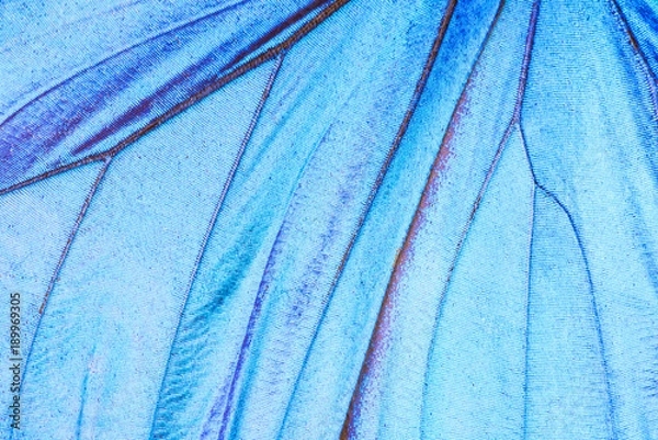 Obraz Fragment skrzydła motyla