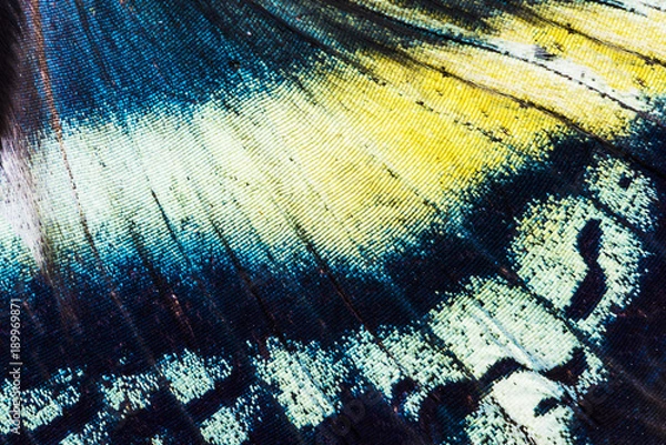 Obraz Alcides orontes Tropical Butterfly Wing