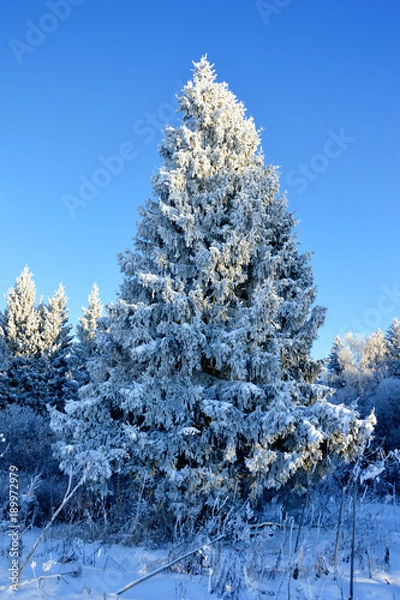 Obraz Зимняя сказка