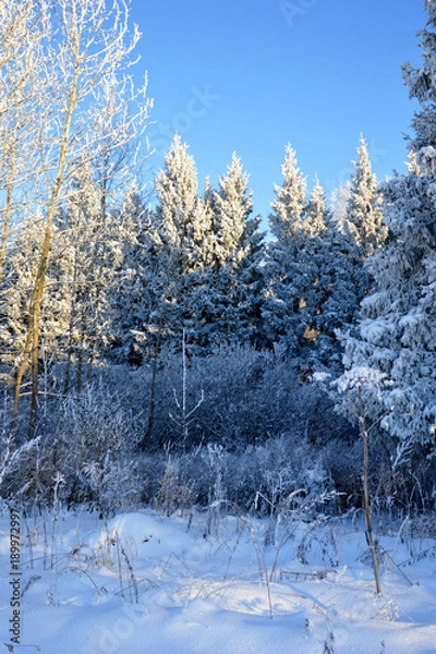 Obraz Зимняя сказка