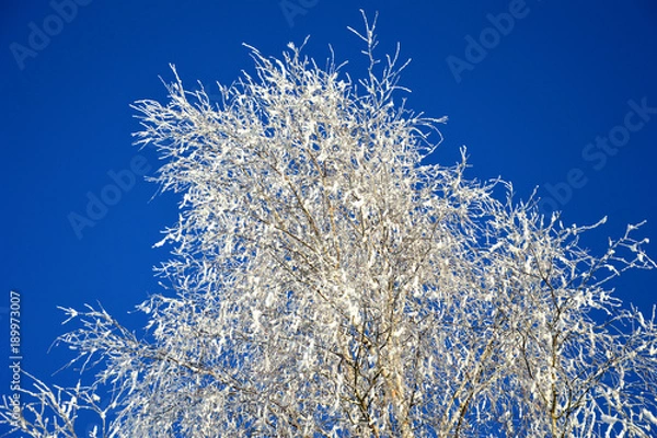 Fototapeta Зимняя сказка