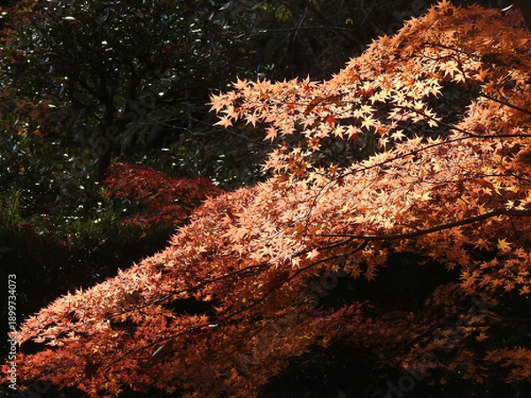 Obraz 炎のオロチ