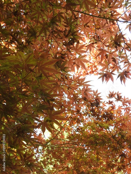 Obraz 白昼の憂慮