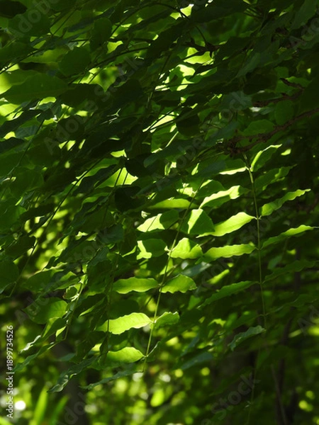 Obraz 林のアトラクション