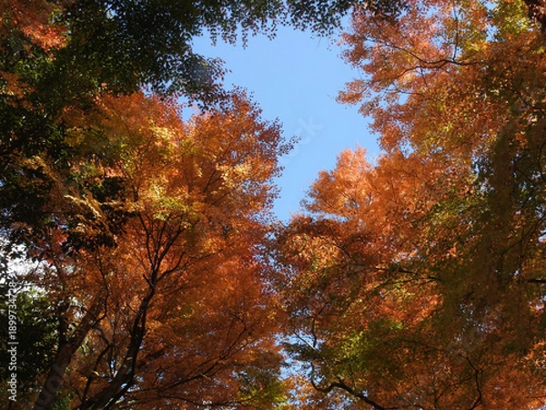 Obraz 虚脱の安寧