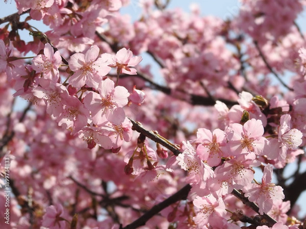 Obraz 惹かれ合う心