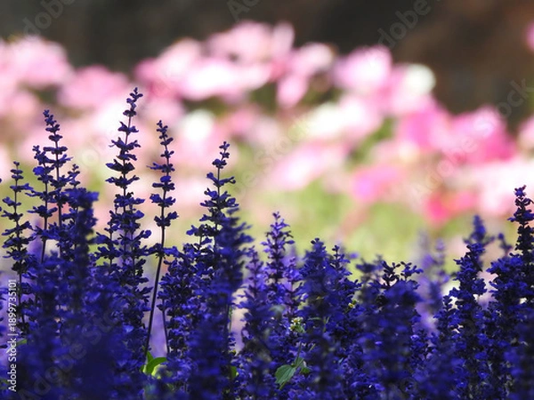 Obraz 輝きの中へ