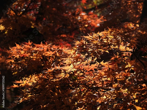 Fototapeta 不退転