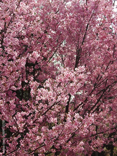 Obraz 季節の価値