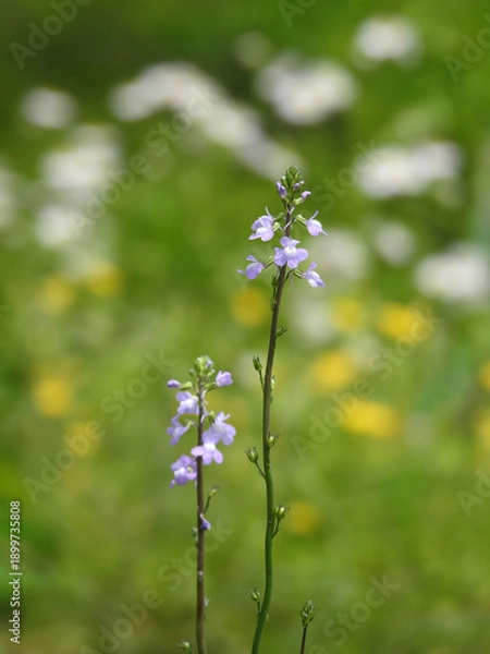 Obraz うまく溶け込めるかな