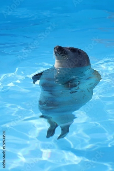 Fototapeta プールから顔を出して浮かぶゴマフアザラシ