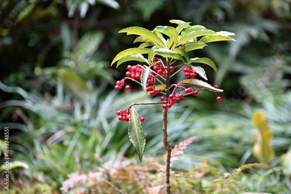 Obraz マンリョウ