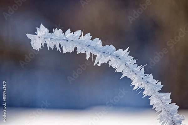 Obraz Brindilles givrées