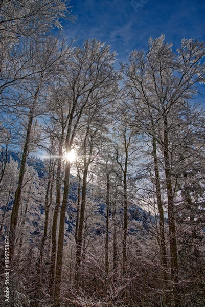 Obraz Hêtraie d'altitude