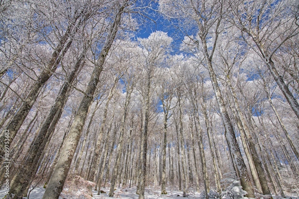Obraz Hêtraie d'altitude