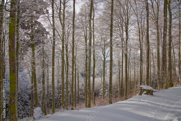 Obraz Hêtraie d'altitude