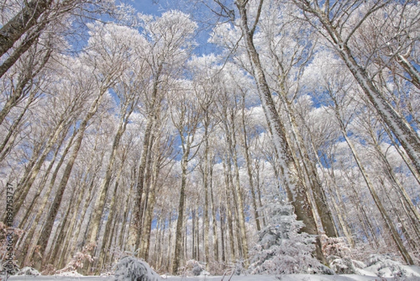 Obraz Hêtraie d'altitude