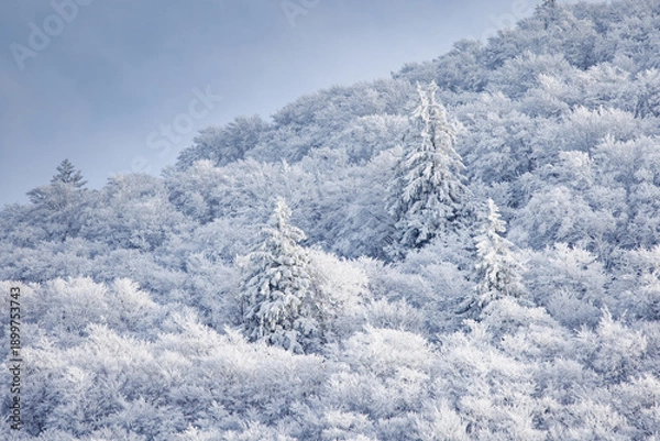 Obraz la forêt givrée