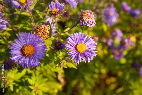 Fototapeta Aster