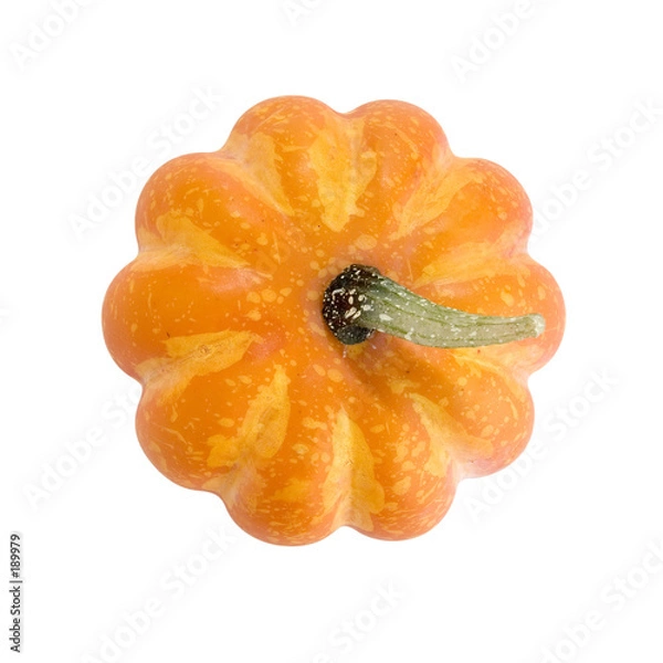 Obraz pumpkin