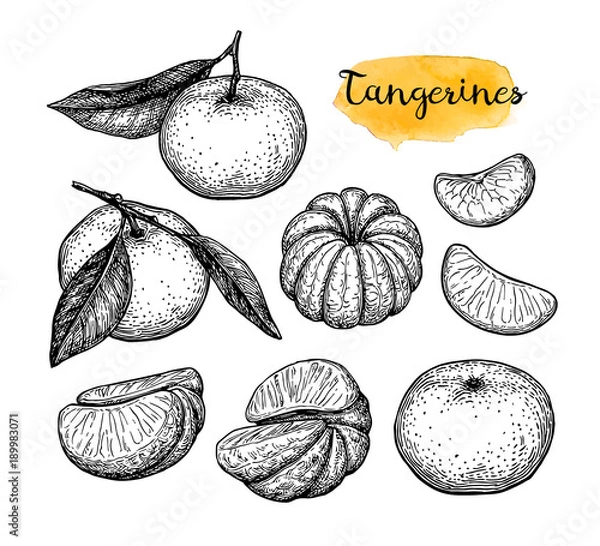 Fototapeta Ink sketch of tangerines.