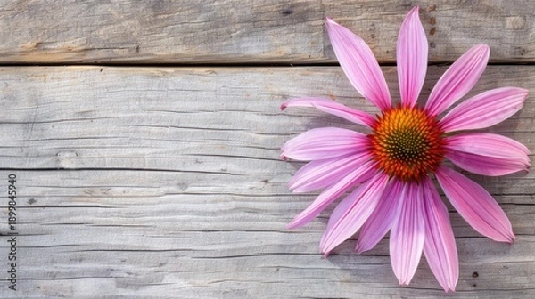 Obraz Vibrant Echinacea Coneflower
