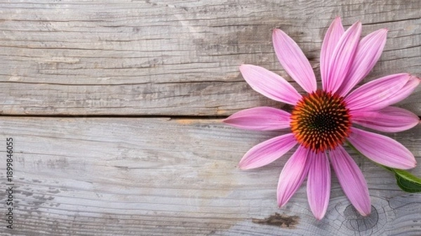 Obraz Vibrant Echinacea Coneflower