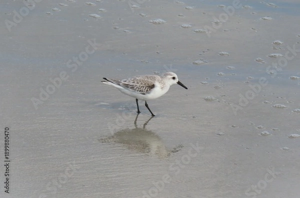 Obraz Sanderling bird on Florida beach, closeup