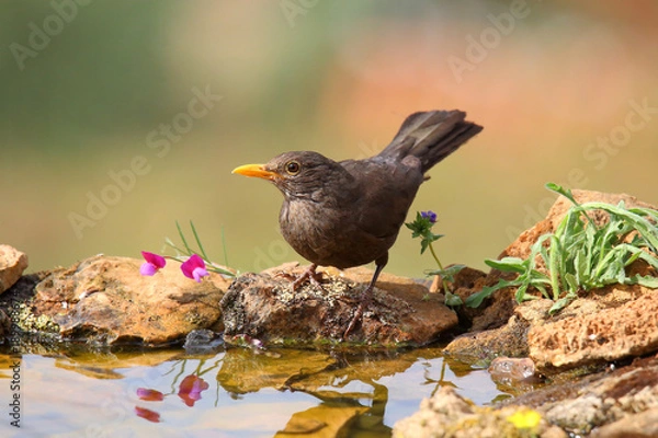 Obraz Common blackbird drinking