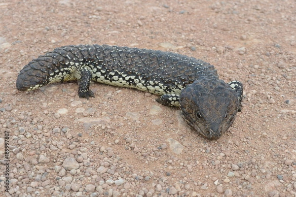 Fototapeta Shingleback