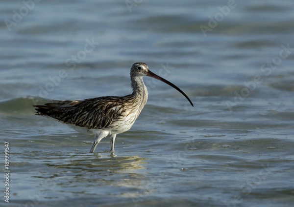 Fototapeta Curlew during high tide at Bahrain 