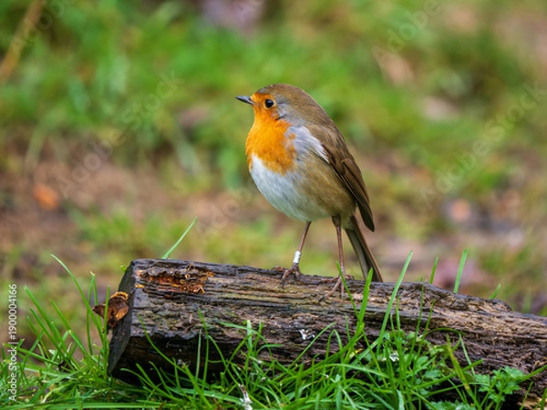 Obraz Robin Perched on a Log in the Rain