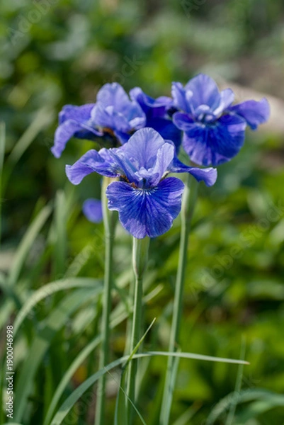 Fototapeta flowering iris plants