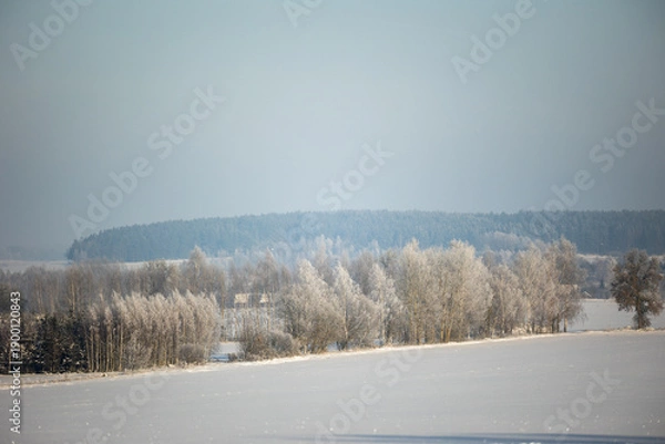 Obraz winter forest landscape with snow