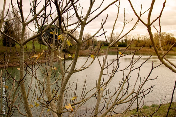 Obraz Bare branches by a lake in fall
