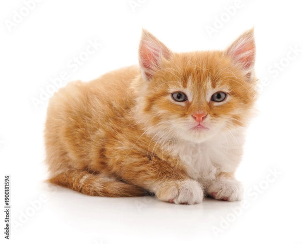 Obraz Little ginger kitten lying down.