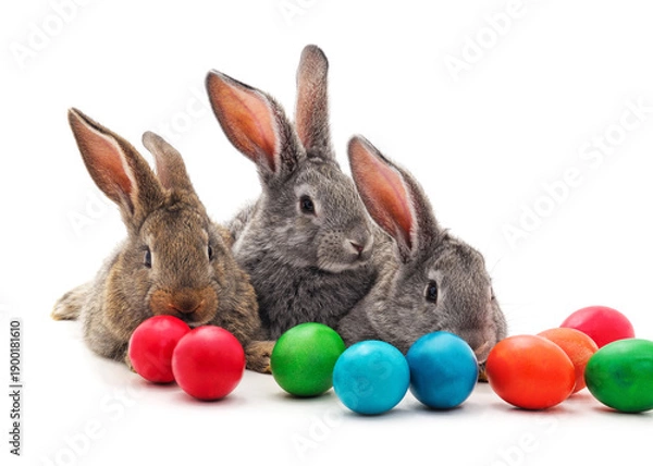 Obraz Three rabbits with colorful easter eggs.